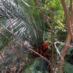 Macrozamia communis (Burrawang) at Kangaroo Valley, NSW - 4 Sep 2024 by pcooperuow