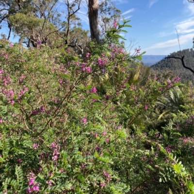 Indigofera australis subsp. australis (Australian Indigo) at Kangaroo Valley, NSW - 4 Sep 2024 by pcooperuow