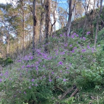 Solanum celatum at Kangaroo Valley, NSW - 4 Sep 2024 by pcooperuow