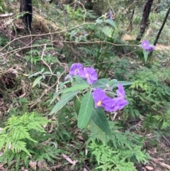 Solanum celatum at Kangaroo Valley, NSW - 4 Sep 2024 by pcooperuow