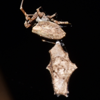 Philoponella congregabilis at Sheldon, QLD - 24 Aug 2024 by PJH123