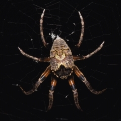 Unverified Spider by PJH123