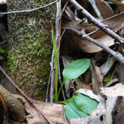 Pterostylis pedunculata (Maroonhood) at Paddys River, ACT - 8 Aug 2024 by RobG1