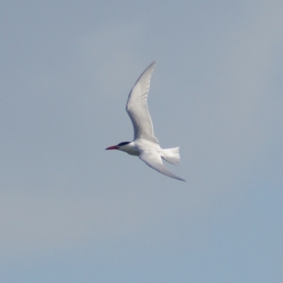 Hydroprogne caspia (Caspian Tern) at Acton, ACT - 23 Feb 2024 by samcolgan