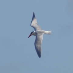 Hydroprogne caspia at Acton, ACT - 23 Feb 2024