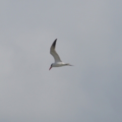 Hydroprogne caspia at Acton, ACT - 23 Feb 2024