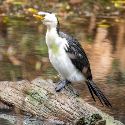 Microcarbo melanoleucos (Little Pied Cormorant) at Broken River, QLD - 26 Jul 2024 by Petesteamer