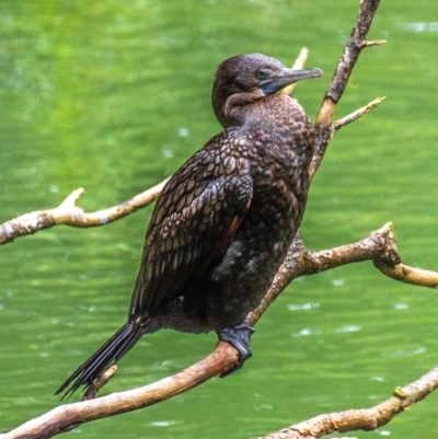 Phalacrocorax sulcirostris (Little Black Cormorant) at Broken River, QLD - 26 Jul 2024 by Petesteamer