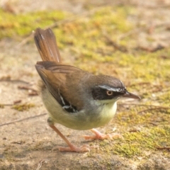 Sericornis frontalis (White-browed Scrubwren) at Broken River, QLD - 26 Jul 2024 by Petesteamer