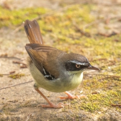 Sericornis frontalis (White-browed Scrubwren) at Broken River, QLD - 26 Jul 2024 by Petesteamer