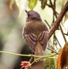 Pachycephala pectoralis (Golden Whistler) at Broken River, QLD - 26 Jul 2024 by Petesteamer