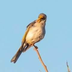 Manorina flavigula (Yellow-throated Miner) at Hughenden, QLD - 14 Jul 2024 by Petesteamer