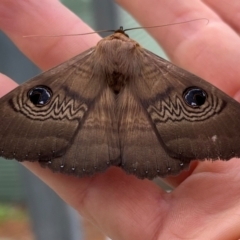 Dasypodia selenophora (Southern old lady moth) at Burrinjuck, NSW - 7 Sep 2024 by sduus