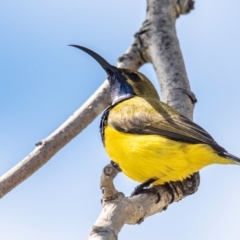 Cinnyris frenatus (Sahul Sunbird) at East Mackay, QLD - 29 Jul 2024 by Petesteamer