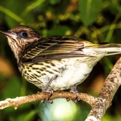 Sphecotheres vieilloti (Australasian Figbird) at East Mackay, QLD - 29 Jul 2024 by Petesteamer