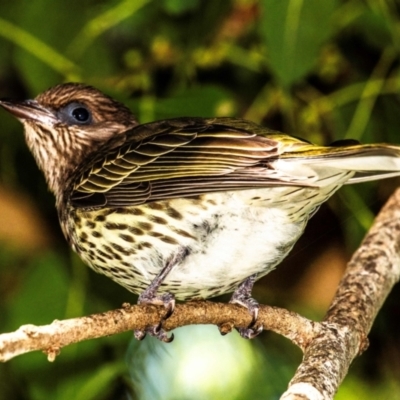 Sphecotheres vieilloti (Australasian Figbird) at East Mackay, QLD - 29 Jul 2024 by Petesteamer