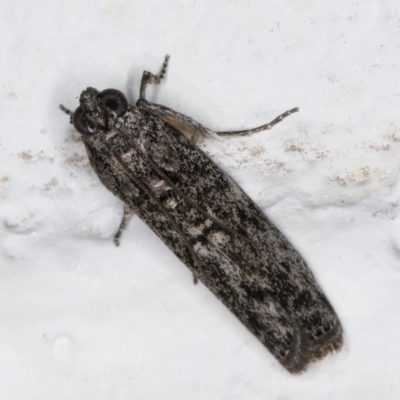 Phycitinae (subfamily) (A snout moth) at Melba, ACT - 5 Sep 2024 by kasiaaus