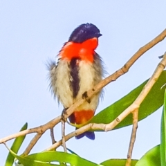 Dicaeum hirundinaceum (Mistletoebird) at Nelly Bay, QLD - 16 Jul 2024 by Petesteamer