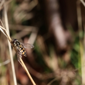 Simosyrphus grandicornis at Lyons, ACT - 7 Sep 2024 11:43 AM