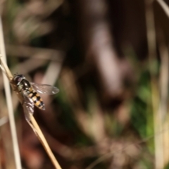 Simosyrphus grandicornis at Lyons, ACT - 7 Sep 2024 11:43 AM