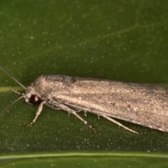 Athetis tenuis at Melba, ACT - 5 Sep 2024 10:54 PM