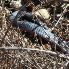 Pseudechis porphyriacus (Red-bellied Black Snake) at Denman Prospect, ACT - 7 Sep 2024 by atticus