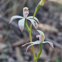 Caladenia ustulata (Brown Caps) at Denman Prospect, ACT - 7 Sep 2024 by atticus