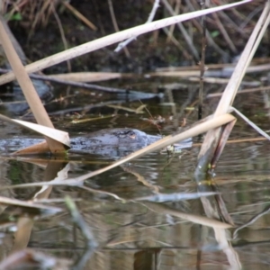 Ornithorhynchus anatinus at Pialligo, ACT - 7 Sep 2024