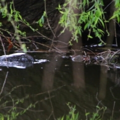 Ornithorhynchus anatinus at Pialligo, ACT - 7 Sep 2024