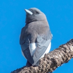 Artamus leucorynchus (White-breasted Woodswallow) at Nelly Bay, QLD - 16 Jul 2024 by Petesteamer