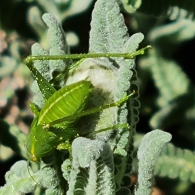 Caedicia simplex (Common Garden Katydid) at Isaacs, ACT - 7 Sep 2024 by Mike