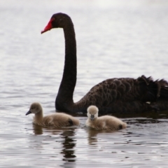 Cygnus atratus (Black Swan) at Pialligo, ACT - 6 Sep 2024 by MB