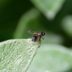 Pogonortalis doclea (Boatman fly) at Downer, ACT - 7 Sep 2024 by RobertD