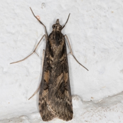 Nomophila corticalis (A Snout Moth) at Melba, ACT - 5 Sep 2024 by kasiaaus