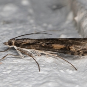 Nomophila corticalis at Melba, ACT - 5 Sep 2024