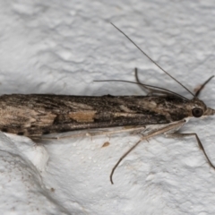 Nomophila corticalis at Melba, ACT - 5 Sep 2024 10:58 PM