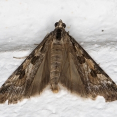 Nomophila corticalis at Melba, ACT - 5 Sep 2024