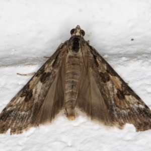 Nomophila corticalis at Melba, ACT - 5 Sep 2024 10:58 PM