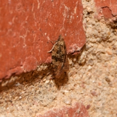 Capua intractana (A Tortricid moth) at Downer, ACT - 7 Sep 2024 by RobertD