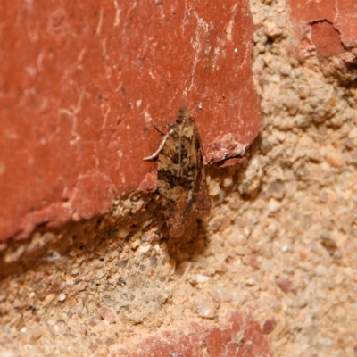 Capua intractana (A Tortricid moth) at Downer, ACT - 7 Sep 2024 by RobertD