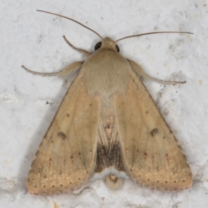 Helicoverpa punctigera at Melba, ACT - 5 Sep 2024