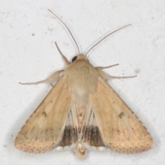 Helicoverpa punctigera at Melba, ACT - 5 Sep 2024