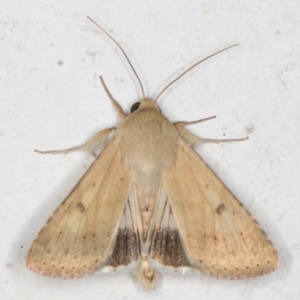 Helicoverpa punctigera at Melba, ACT - 5 Sep 2024