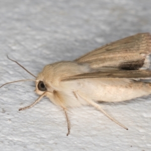 Helicoverpa punctigera at Melba, ACT - 5 Sep 2024