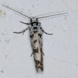 Ethmia eupostica at Melba, ACT - 6 Sep 2024 01:14 AM