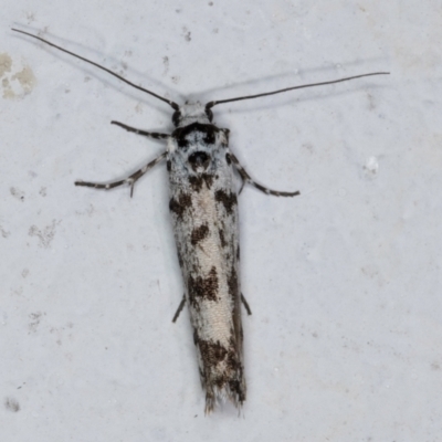 Ethmia eupostica (A Gelechioid moth (Ethmiidae)) at Melba, ACT - 5 Sep 2024 by kasiaaus