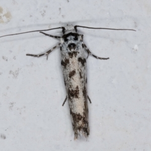 Ethmia eupostica at Melba, ACT - 6 Sep 2024 01:14 AM