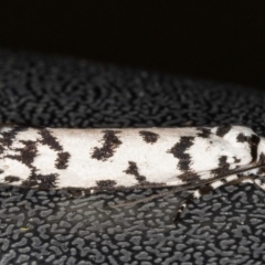 Ethmia eupostica at Melba, ACT - 6 Sep 2024 01:14 AM