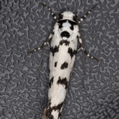 Ethmia eupostica at Melba, ACT - 6 Sep 2024 01:14 AM