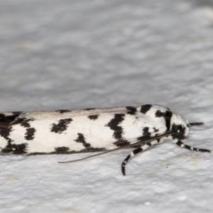 Ethmia eupostica at Melba, ACT - 6 Sep 2024 01:14 AM